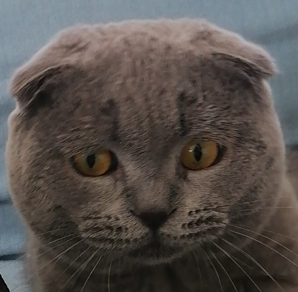 Safkan Kedi Kulübü